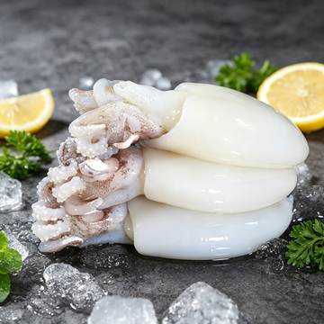 Baby Cuttlefish